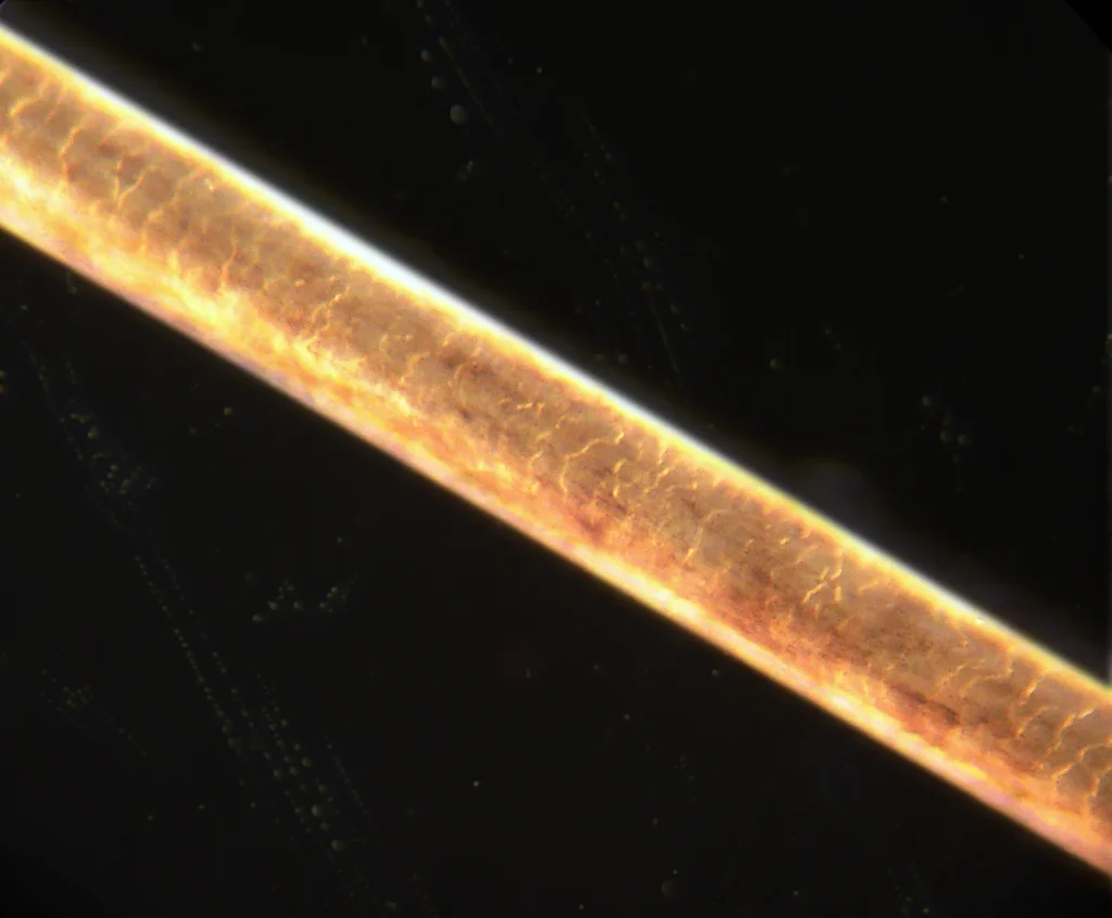 Fibra capilar al microscopio